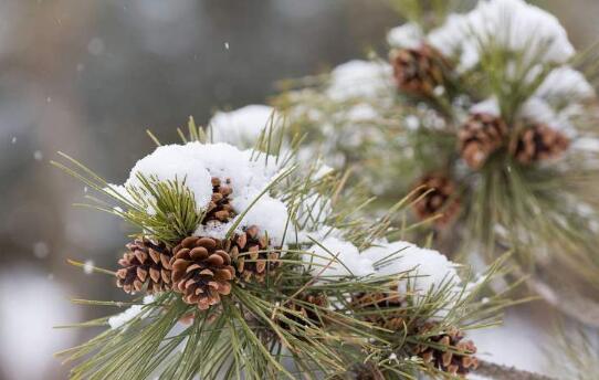 小雪至宜冬藏 养生有八大要点