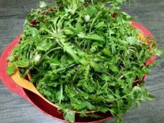 什么样的野菜能吃？什么野菜有毒？