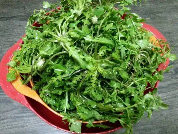 什么样的野菜能吃?什么野菜有毒?(图1) 什么样的野菜能吃?什么野菜有毒?(图1)