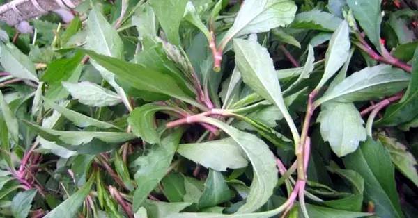 什么样的野菜能吃?什么野菜有毒?(图6) 什么样的野菜能吃?什么野菜有毒?(图6)