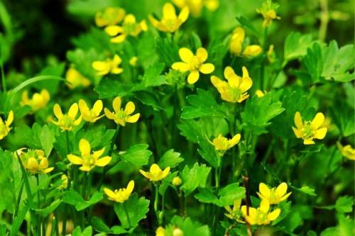 什么样的野菜能吃?什么野菜有毒?(图24) 什么样的野菜能吃?什么野菜有毒?(图24)