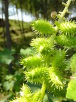 什么样的野菜能吃?什么野菜有毒?(图18) 什么样的野菜能吃?什么野菜有毒?(图18)