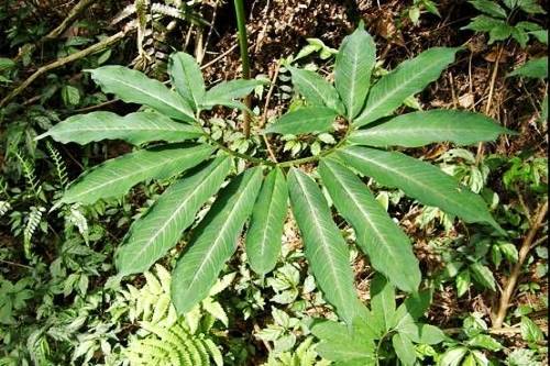 什么样的野菜能吃?什么野菜有毒?(图25) 什么样的野菜能吃?什么野菜有毒?(图25)