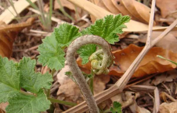 什么样的野菜能吃?什么野菜有毒?(图12) 什么样的野菜能吃?什么野菜有毒?(图12)