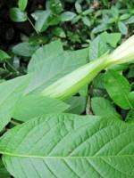 什么样的野菜能吃?什么野菜有毒?(图23) 什么样的野菜能吃?什么野菜有毒?(图23)