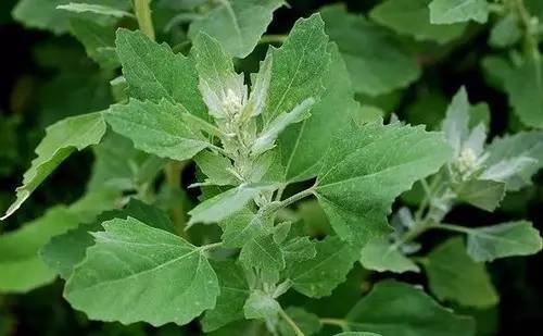 什么样的野菜能吃?什么野菜有毒?(图9) 什么样的野菜能吃?什么野菜有毒?(图9)