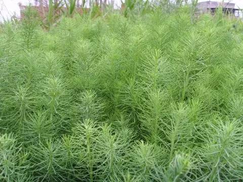 什么样的野菜能吃?什么野菜有毒?(图14) 什么样的野菜能吃?什么野菜有毒?(图14)
