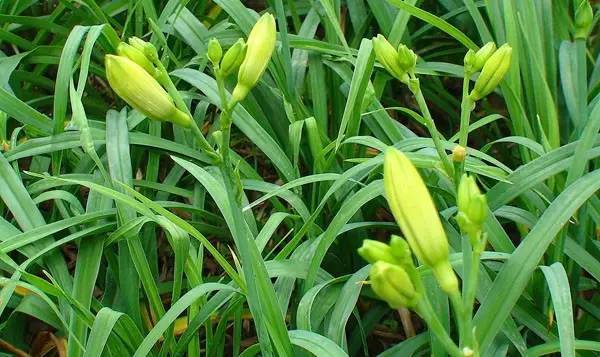 什么样的野菜能吃?什么野菜有毒?(图5) 什么样的野菜能吃?什么野菜有毒?(图5)