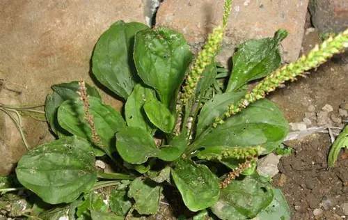 什么样的野菜能吃?什么野菜有毒?(图11) 什么样的野菜能吃?什么野菜有毒?(图11)