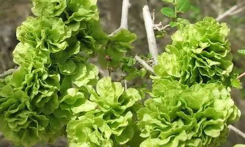 什么样的野菜能吃?什么野菜有毒?(图10) 什么样的野菜能吃?什么野菜有毒?(图10)