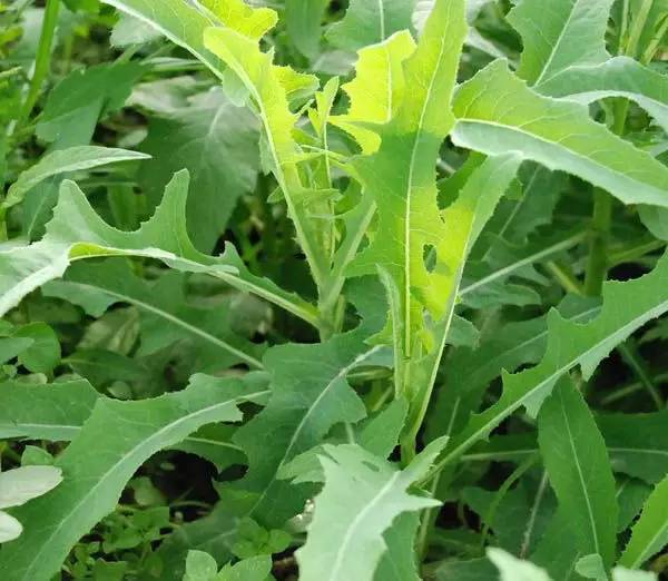 什么样的野菜能吃?什么野菜有毒?(图3) 什么样的野菜能吃?什么野菜有毒?(图3)