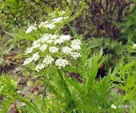 什么样的野菜能吃?什么野菜有毒?(图19) 什么样的野菜能吃?什么野菜有毒?(图19)